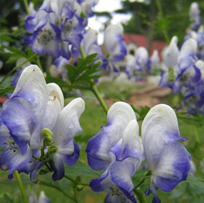 Aconitum cammaruma Bicolor