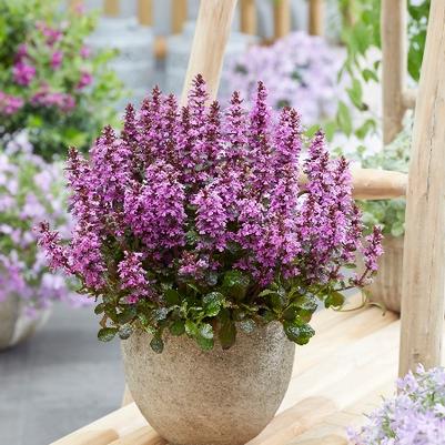 Ajuga reptans Midnight Mystery™