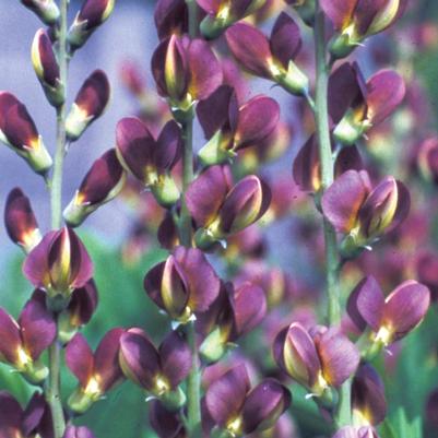 Baptisia Twilite Prairieblues