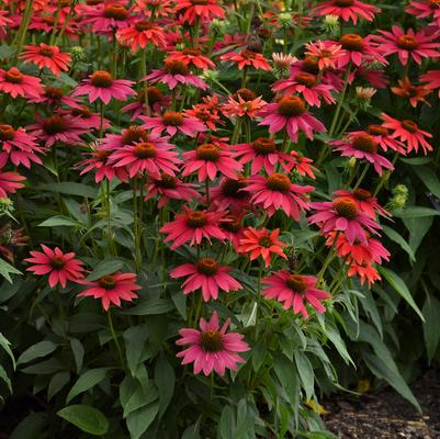 Echinacea Sombrero® Tres Amigos