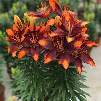 Lilium Lily Looks™ Tiny Lion