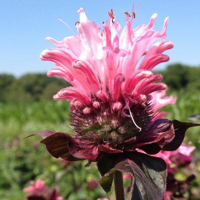 Monarda Bee-You Bee-Lieve