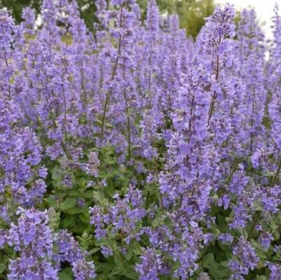 Nepeta grandiflora Summer Magic