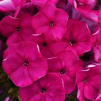 Phlox paniculata Super Ka-POW™ Fuchsia