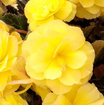 Begonia iCandy™ Lemon Yellow