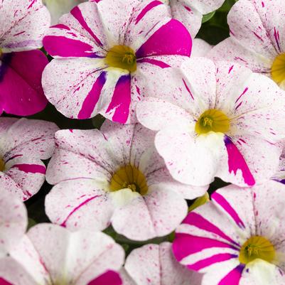 Calibrachoa Caliloco Graffiti