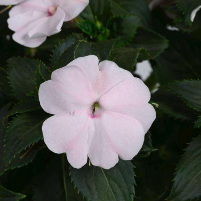 Impatiens Sol Luna Prime™ Pearl