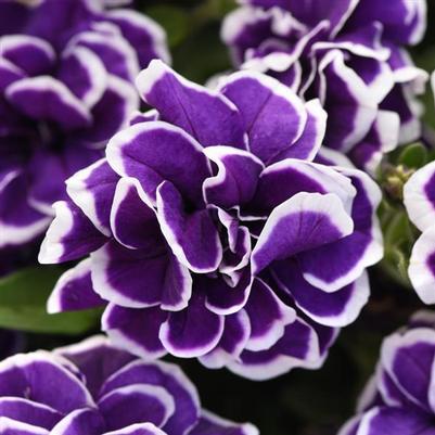 Petunia Jewel Frosted Sapphire