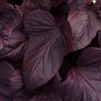 Ipomoea Red