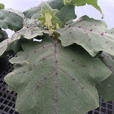 Solanum quitoense 