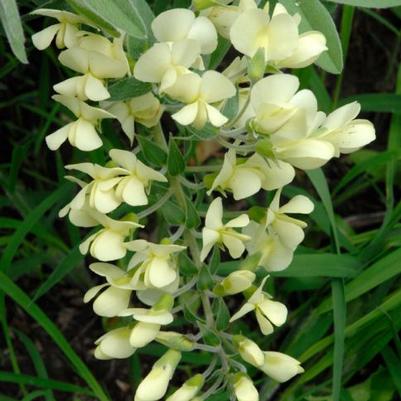 Baptisia bracteata var. leucophaea 