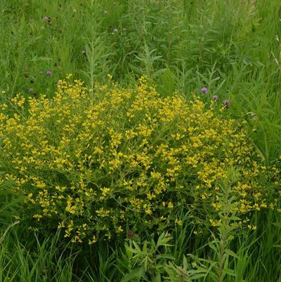 Baptisia tinctoria 