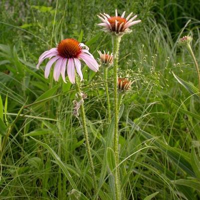 Echinacea angustifolia 