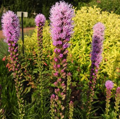 Liatris pycnostachya 