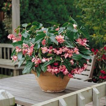Begonia Dragon Wing Pink