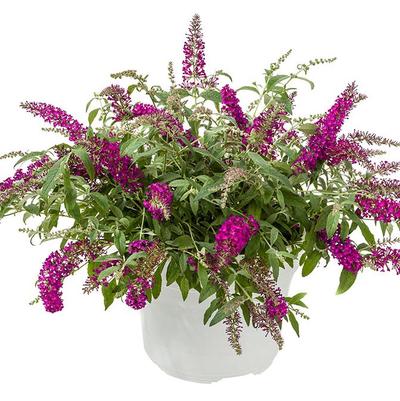 Buddleia Leah Raspberry