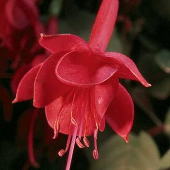 Fuchsia Marinka