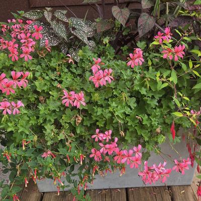 Geranium Minicascade Pink