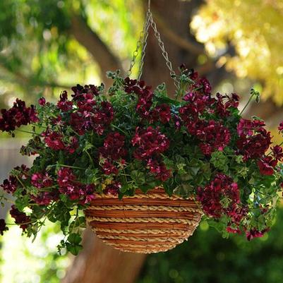 Geranium Precision Dark Burgundy