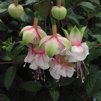 Fuchsia Southgate